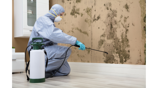 mould removal Melbourne